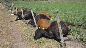 The cows laying dead after the storm